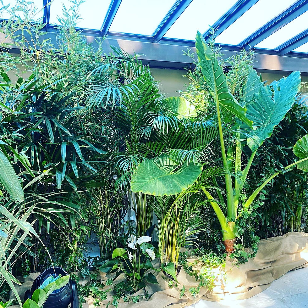 sceno tropical.jpg