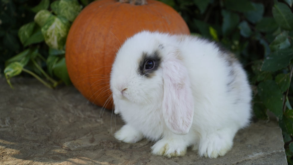 Flutffletale Charming