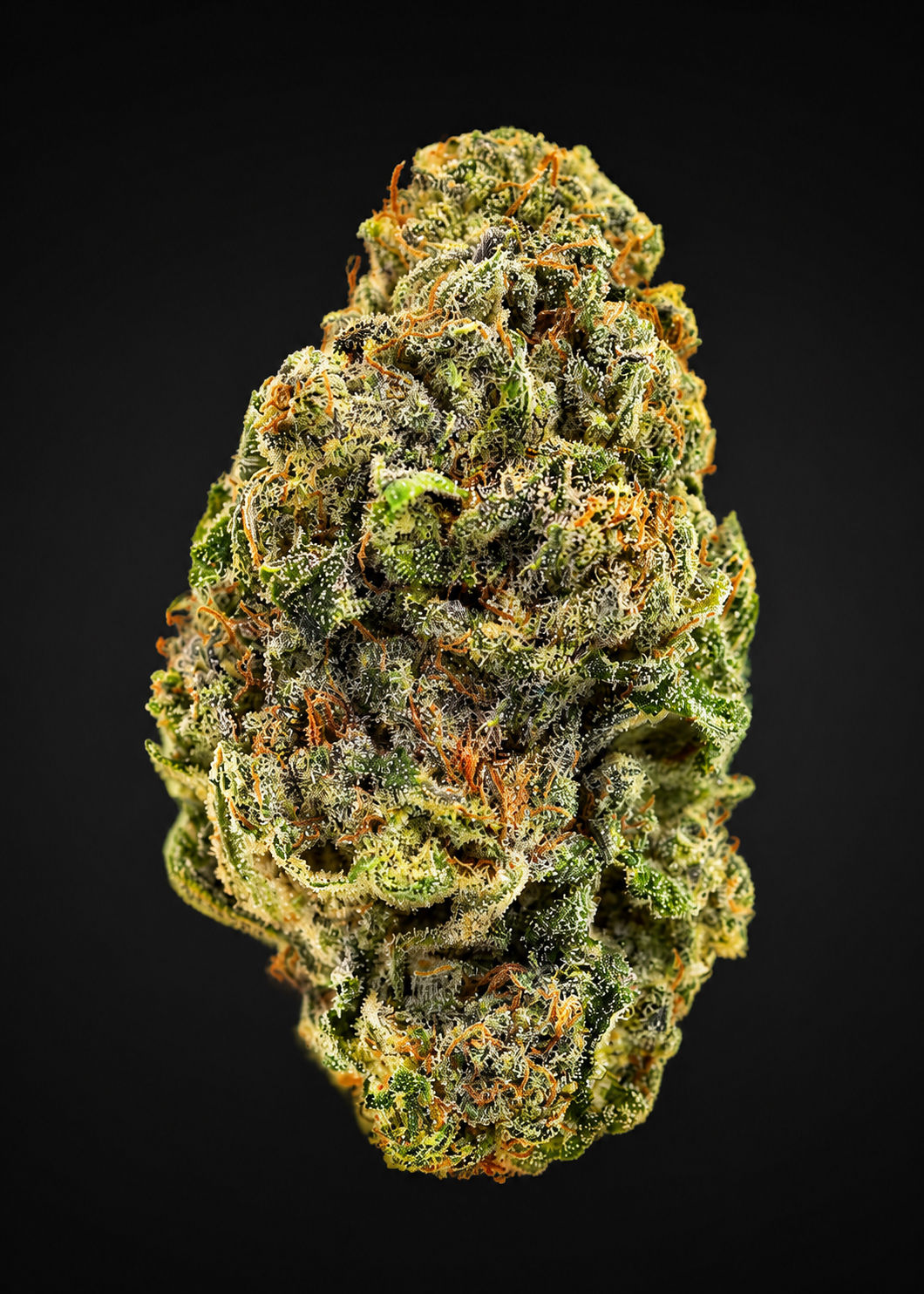 Mimosa