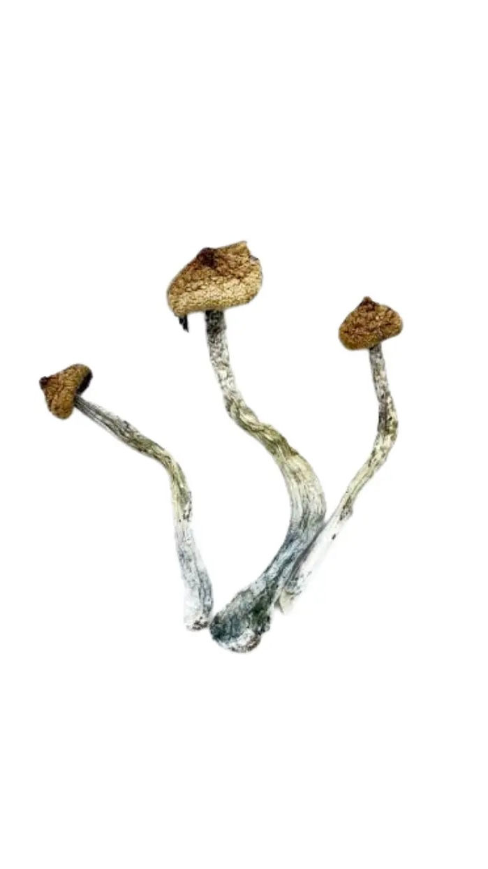 Thumbnail: Botanical Mushrooms 