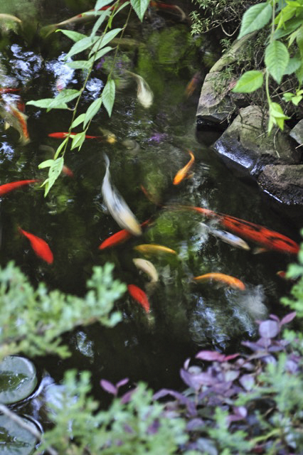 Koi in Koi Pond