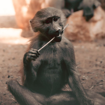 yakir asaraf wildlife (1 of 1)-11.jpg