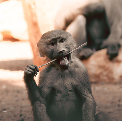 yakir asaraf wildlife (1 of 1)-16.jpg