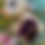 Thumbnail: Single Edible Flower Cookies