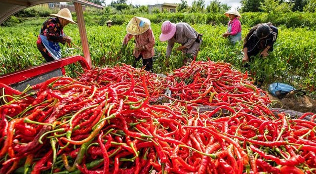 Dried red chilli