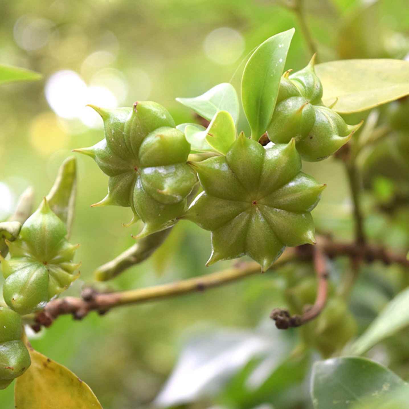 Star anise