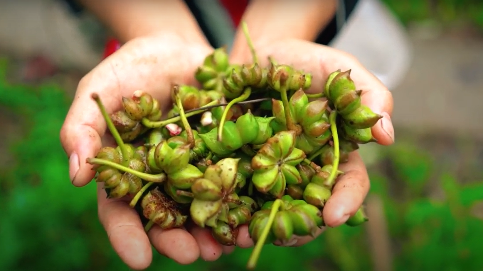 Star anise