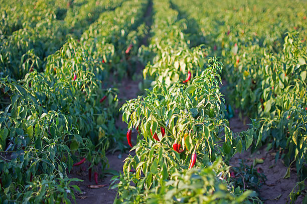 Dried red chilli
