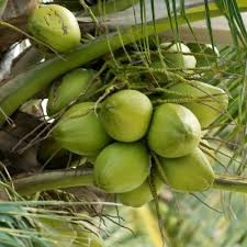 Desiccated coconut