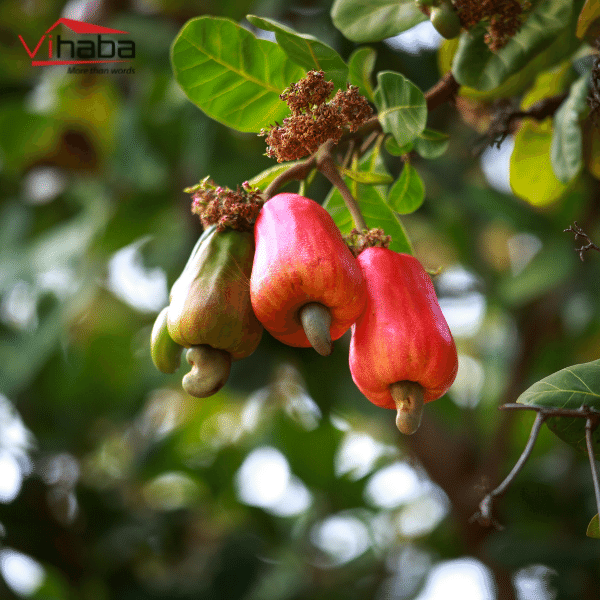 Cashews