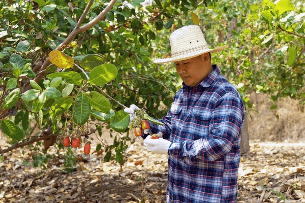 Farmers gathering bunches of cashews from the trees