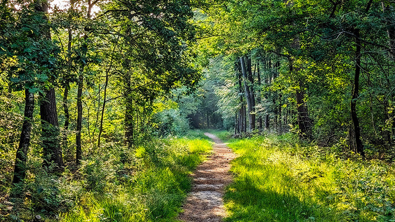 Chemin en forêt