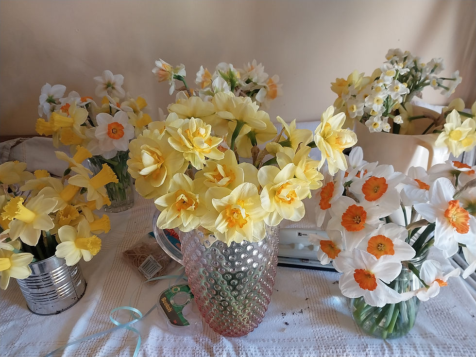 Several varieties of cut daffodils resting in containers before arranging in subscription bouquets.