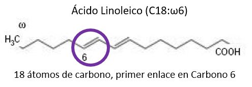 acido graso omega 6