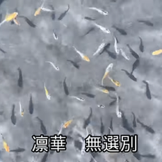HOMBRE DE HYOGO ES ARRESTADO POR ROBAR 13 PECES PEQUEÑOS VALORADOS EN 52.000 YENES (9554.32MXN)