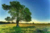 tree-7186835_1920.jpg