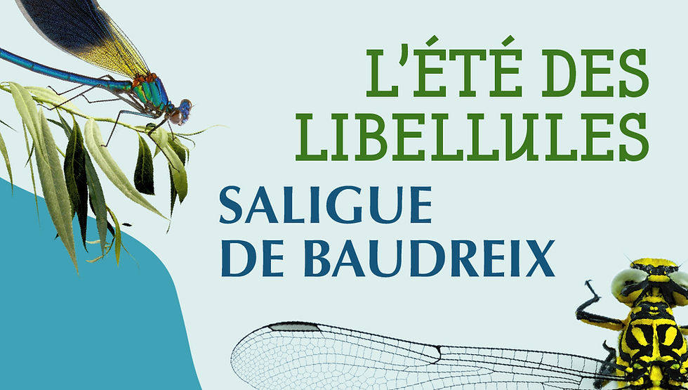 L'été des libellules  - Saligue de Baudreix