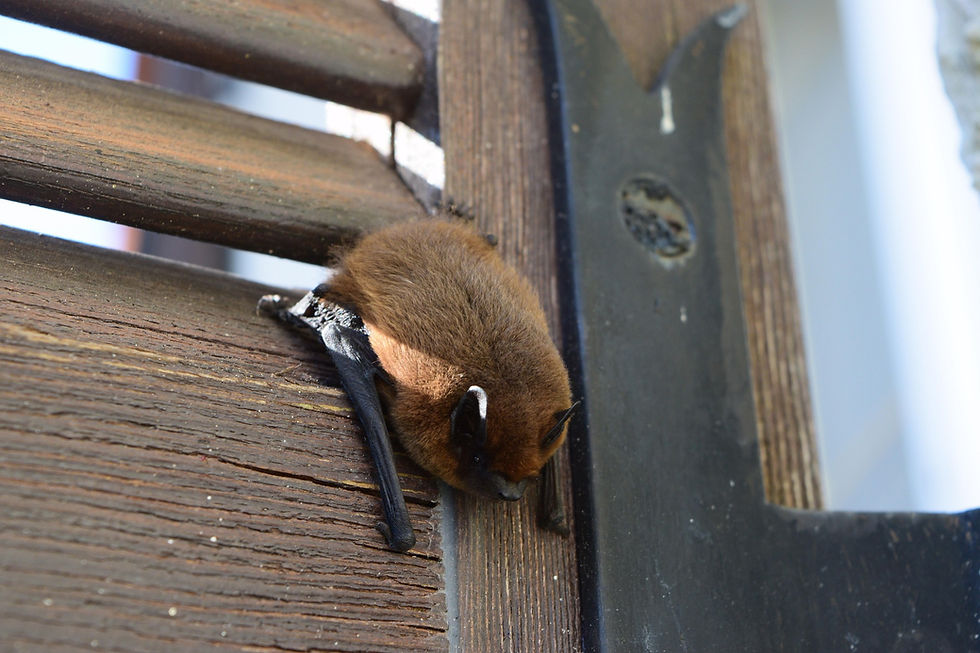 Sortie - Mystérieuses Chauves-Souris