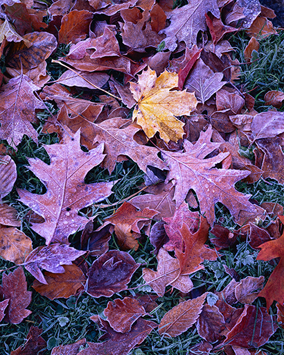 Maple and Oak