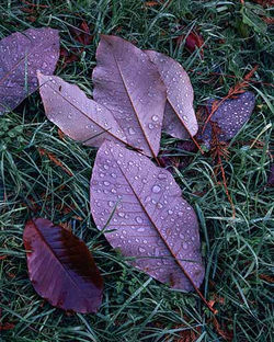 Magnolia obovata