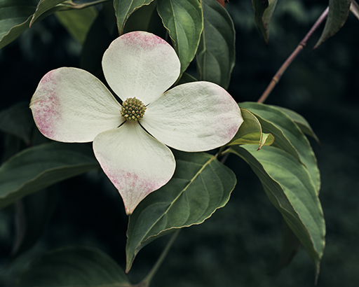 Cornus 'Porlock'