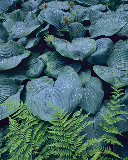 Hosta Blues