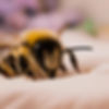 sleeping bee