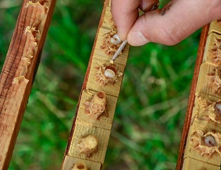 Arı sütü nasıl toplanır? Arı sütü hasatı