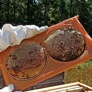 All About Black Hive Honey