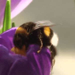 Polen toplayan bombus arısı BOMBUS BEE