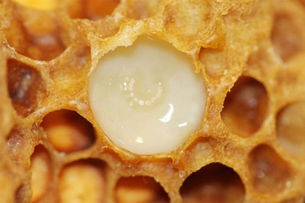 What is royal jelly? What are its benefits?