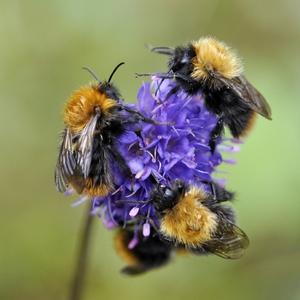 Bombus Arıları, bombus bees