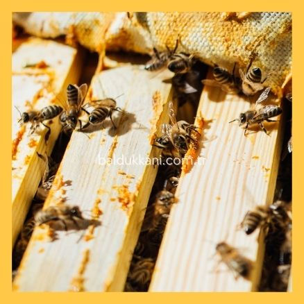 propolis ve arı kovanı