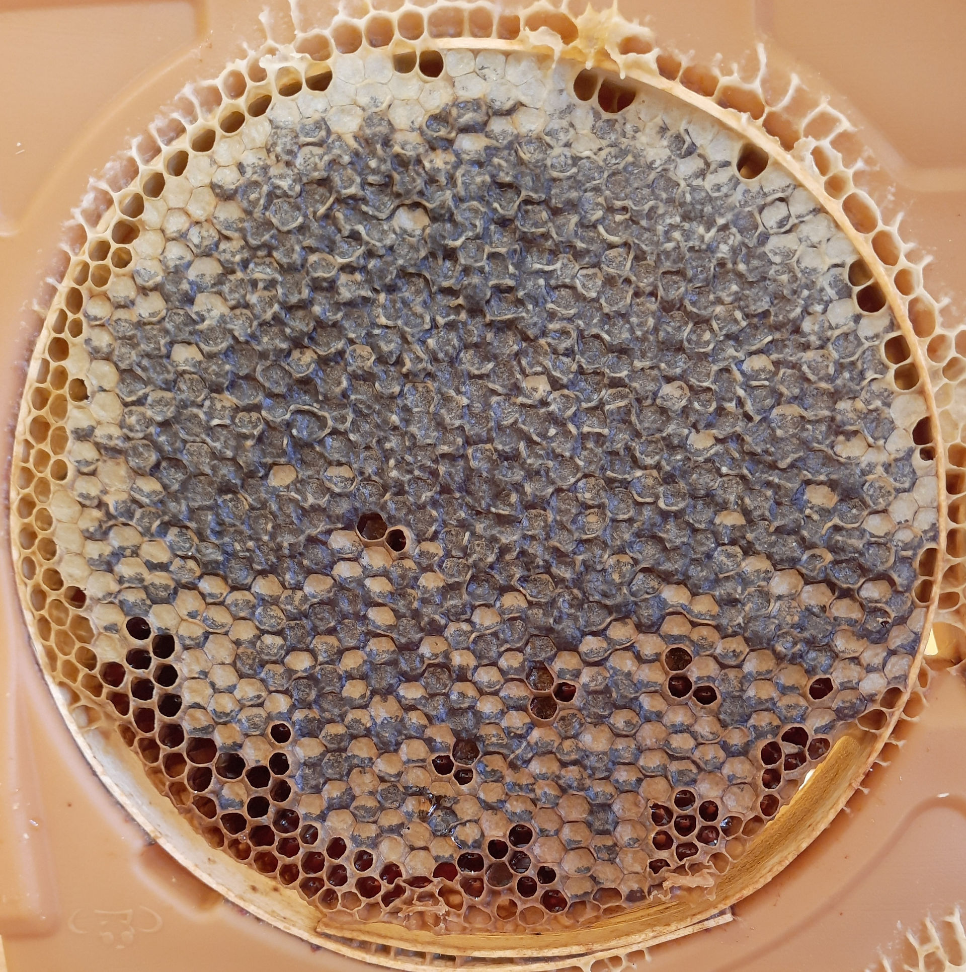 Karakovan Balı Bal Dükkanı blackhive