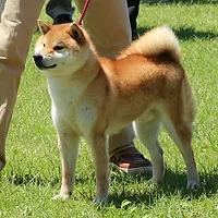 親犬紹介 Yoshidasou