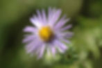 Smooth Blue Aster