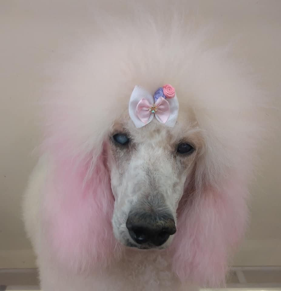 Thumbnail: TransPawmation Hair Chalk
