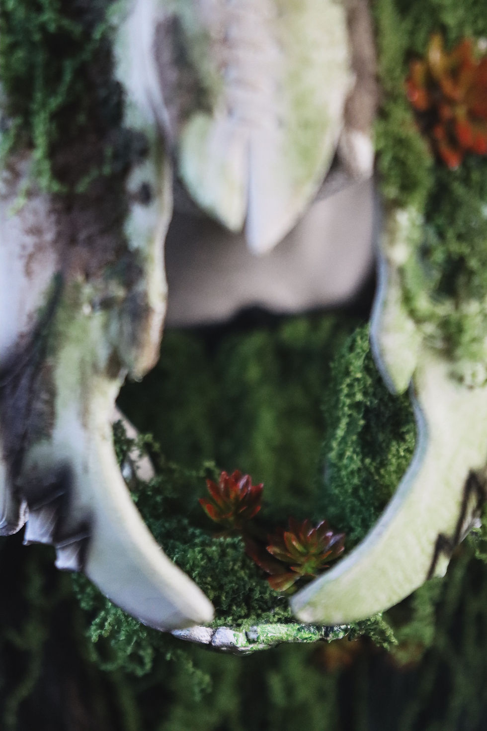 Thumbnail: Leshen with real sika deer's antlers