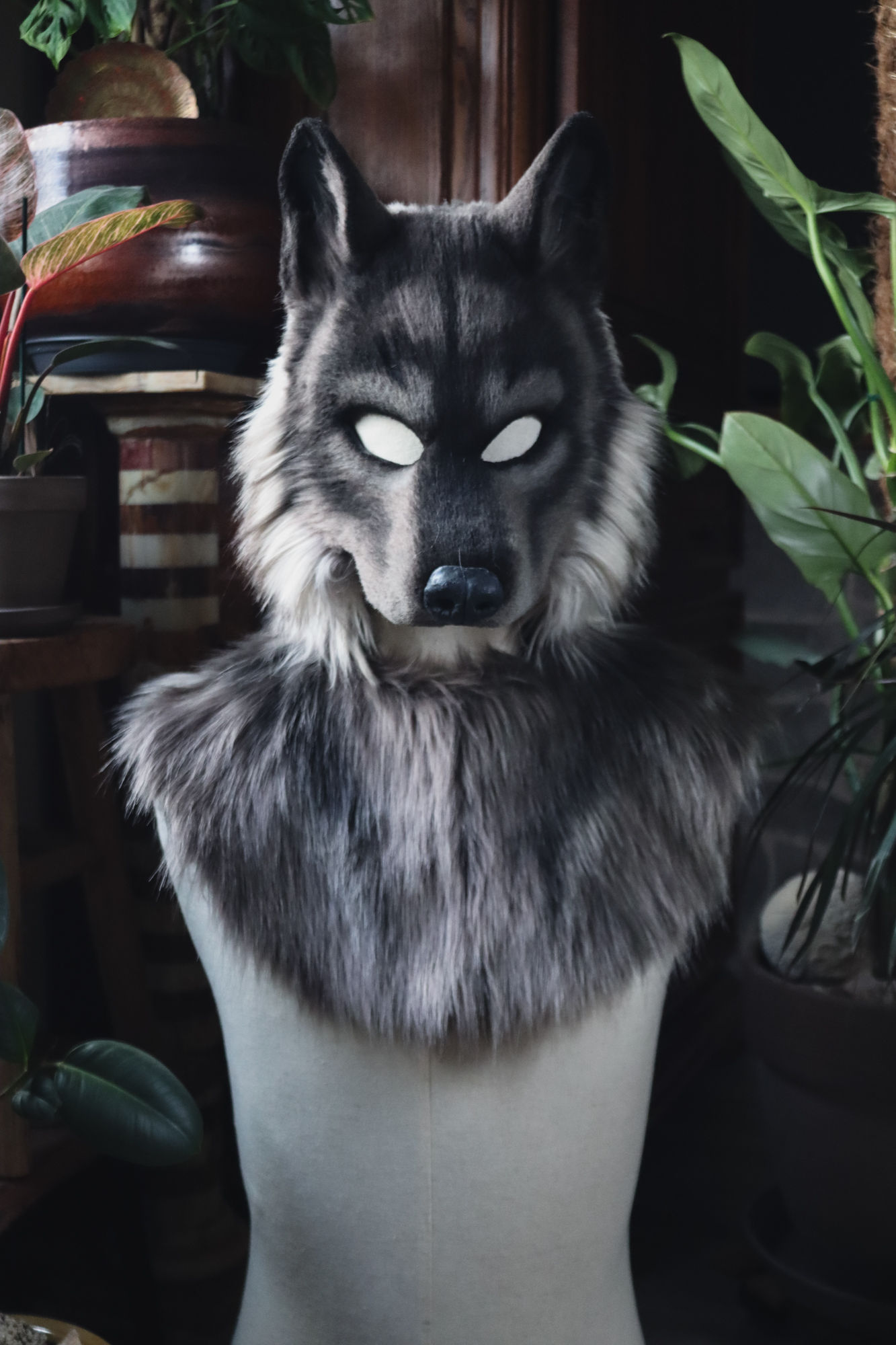 Loup gris avec capuche