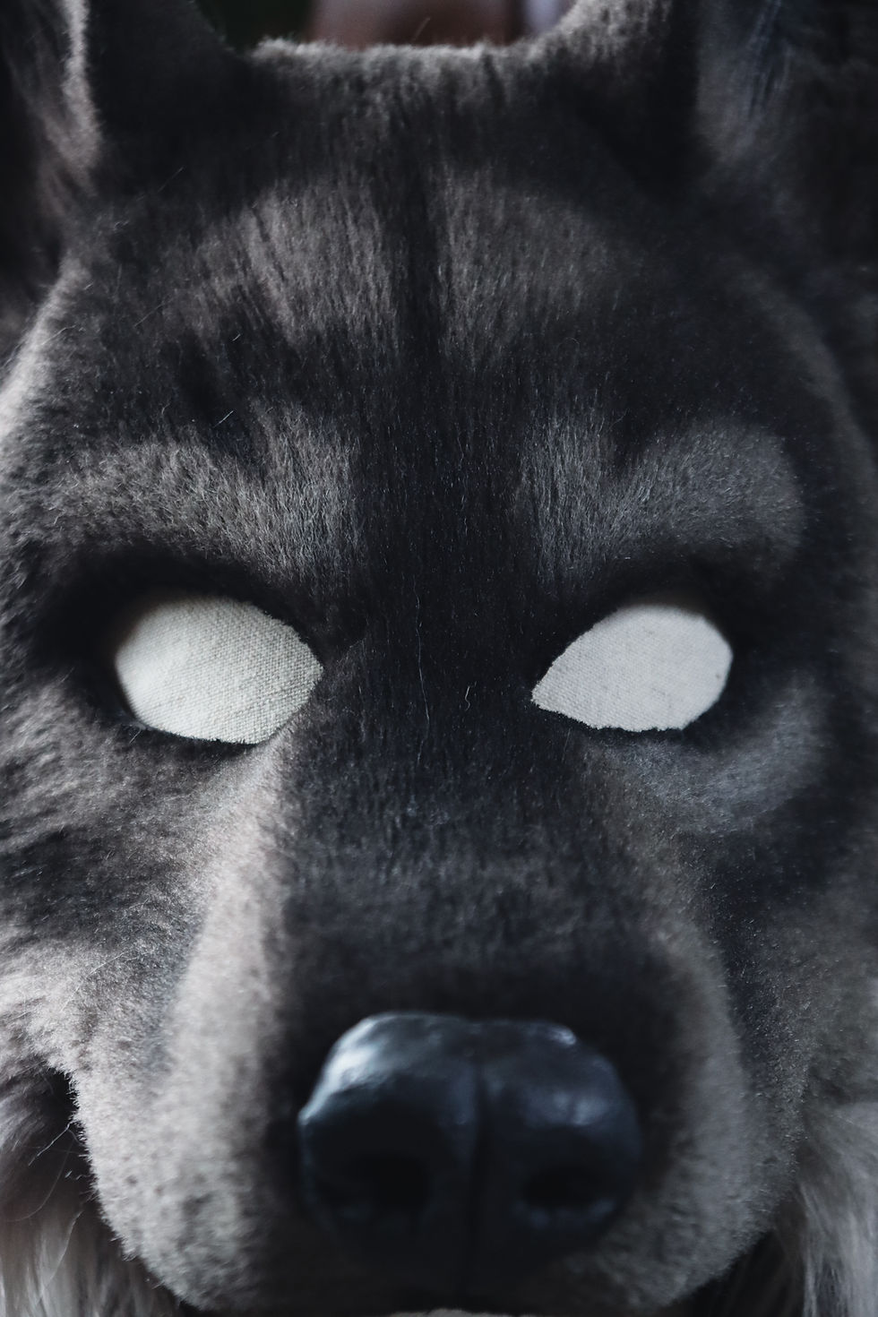 Miniature : Loup gris avec capuche