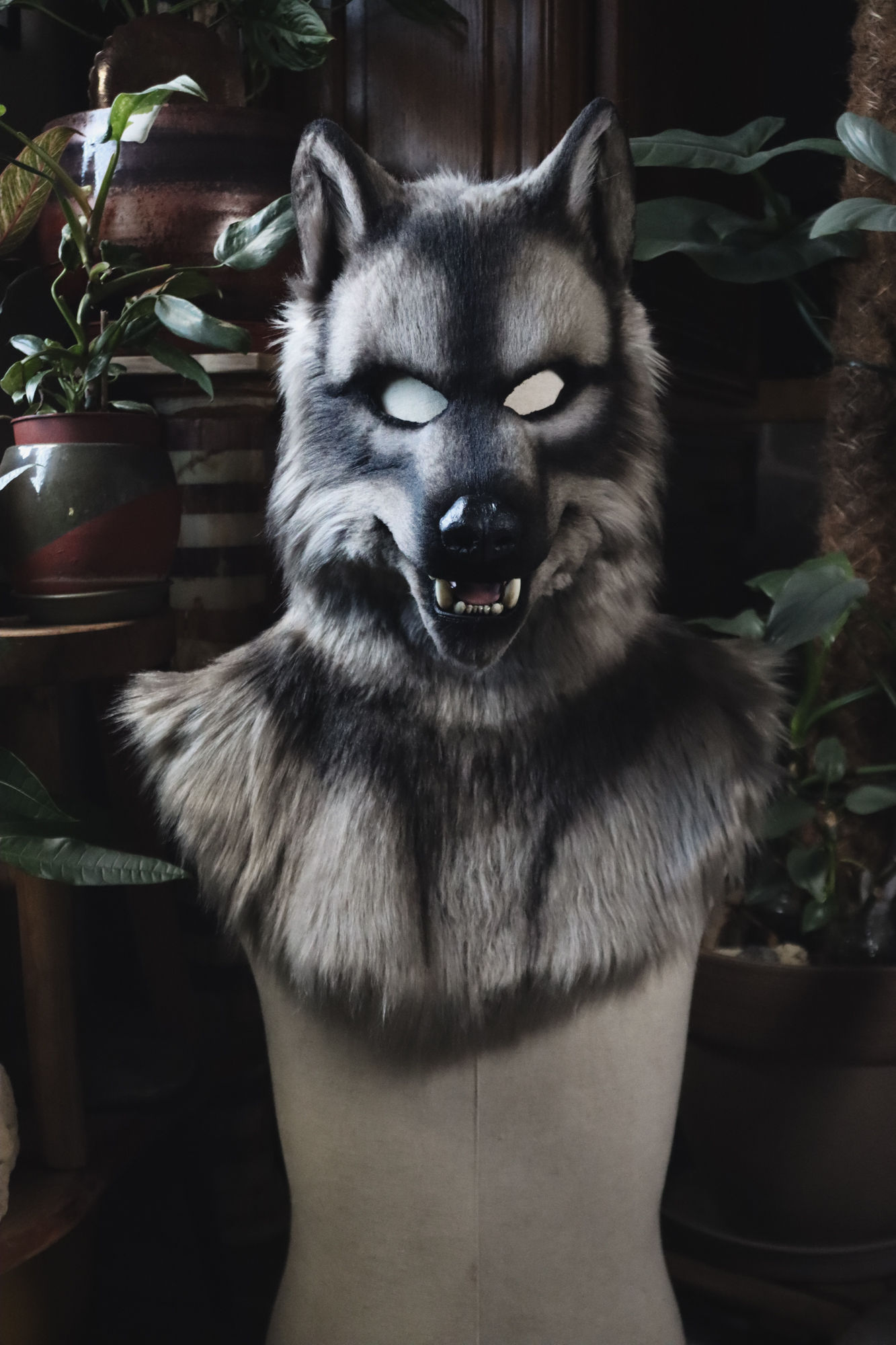 Loup gris avec capuche et mâchoire fixe