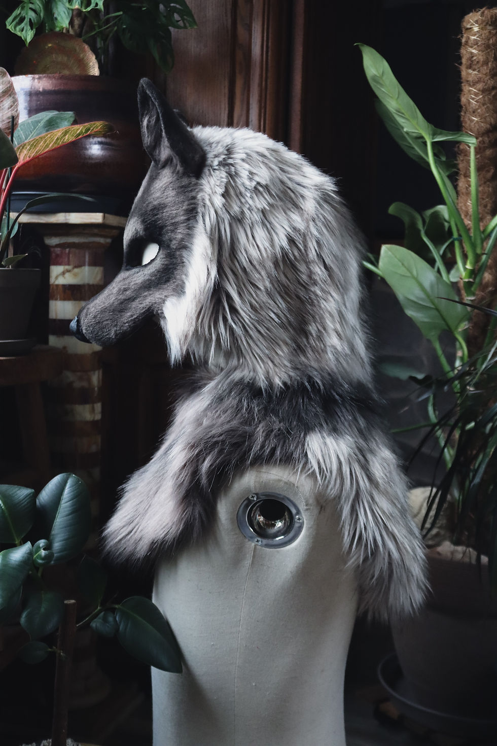 Miniature : Loup gris avec capuche