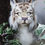 Thumbnail: Tiger