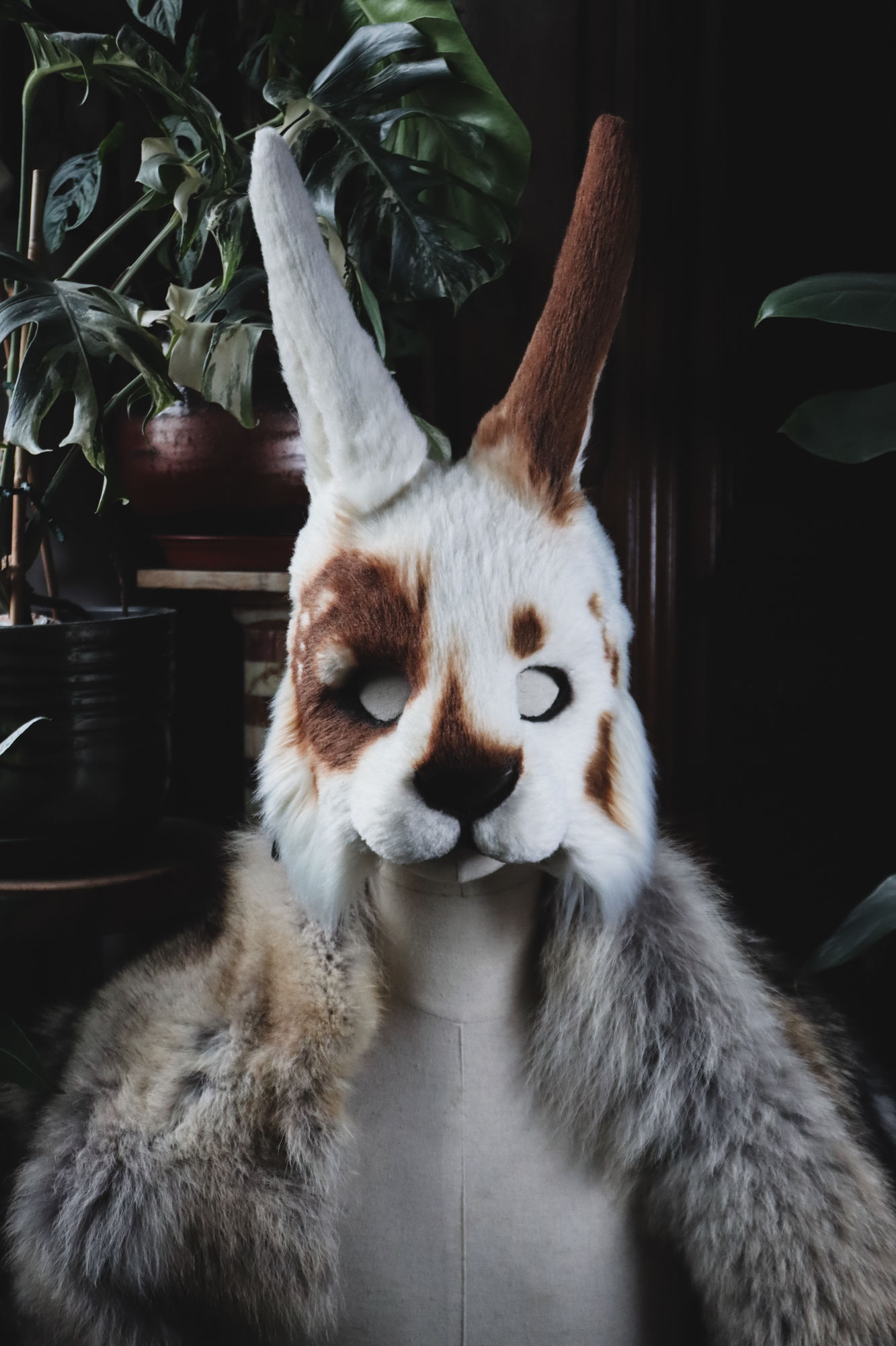Lapin harlequin