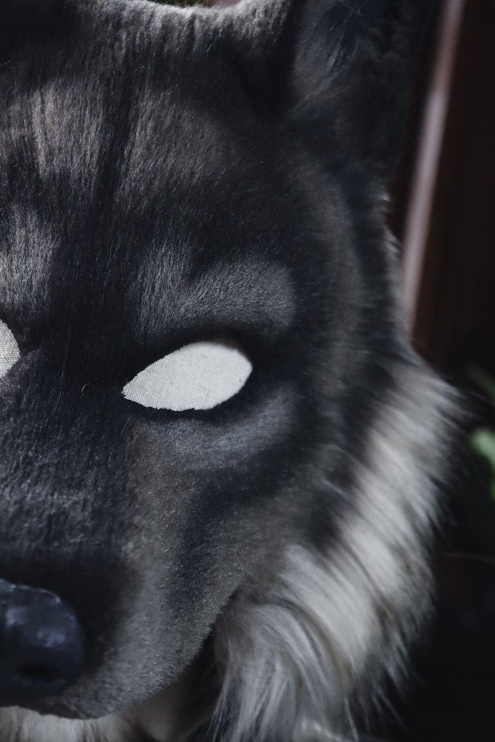 Miniature : Loup gris avec capuche