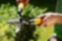 istockphoto-174809096-612x612.jpg