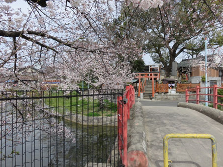 桃ヶ池公園 桜🌸便り