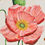Thumbnail: 'Iceland Poppies' Original Painting