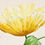 Thumbnail: 'Iceland Poppies' Original Painting