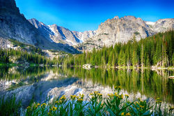 Flower reflection awesome